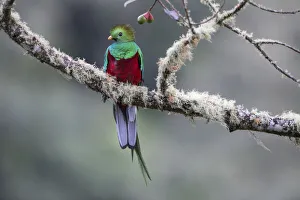 Trogoniformes Prints: Male Resplendent Quetzal (Pharomachrus mocinno) in cloud forest