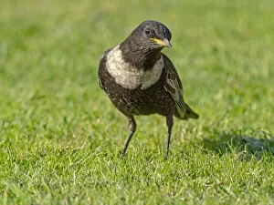 April 2022 highlights Collection: Male Ring ouzel (Turdus torquatus) standing on a garden lawn, Norfolk, UK. April