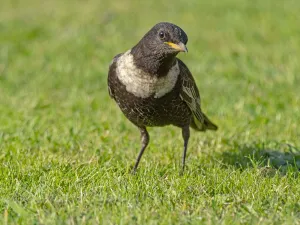 April 2022 Highlights Prints: Male Ring ouzel (Turdus torquatus) standing on a garden lawn, Norfolk, UK. April
