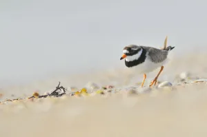 Male Ringed plover (Charadrius hiaticula) on beach, Outer Hebrides, Scotland, UK, June