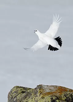 Above Gallery: Male Rock ptarmigan (Lagopus mutus) vocalising whilst in flight, showing winter plumage