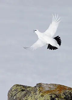 Uncatalogued Prints: Male Rock ptarmigan (Lagopus mutus) vocalising whilst in flight, showing winter plumage