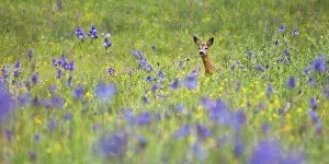 Iridaceae Prints: Male Roe deer (Capreolus capreolus) in flower meadow with Siberian irises (Iris sibirica)