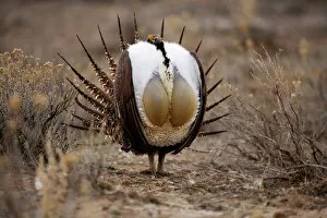 2009 Highlights Collection: Male Sage Grouse {Centrocercus urphasianus} courtship display, Baggs, Wyoming, USA