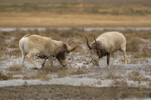 February 2022 Highlights Collection: Male Saiga antelope (Saiga tatarica) rutting in winter, The Black Lands'