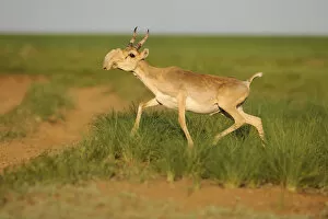 Images Dated 16th May 2008: Male Saiga antelope (Saiga tatarica) running, Cherniye Zemli (Black Earth) Nature Reserve