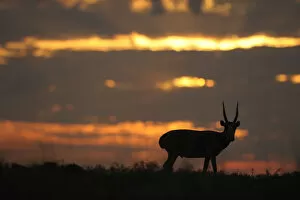 Images Dated 16th May 2008: Male Saiga antelope (Saiga tatarica) silhouetted, Cherniye Zemli (Black Earth) Nature Reserve