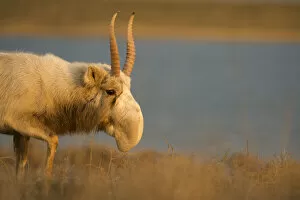 February 2022 Highlights Collection: Male Saiga antelope (Saiga tatarica) in winter, The Black Lands National Park