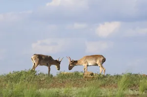 Steppe Prints: Two male Saiga antelopes (Saiga tatarica) Cherniye Zemli (Black Earth) Nature Reserve