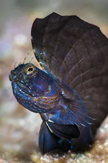 Dorsal Fin Prints: Male Sailfin blenny (Emblemaria pandionis) displaying large dorsal fin