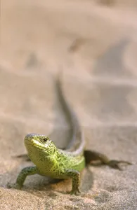 Sand Dunes Prints: Male Sand lizard in breeding colour {Lacerta agilis} Ainsdale NNR, Lancashire, UK