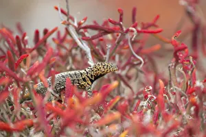February 2022 Highlights Collection: Male Santiago lava-lizard (Microlophus jacobi), among Galapagos carpetweed