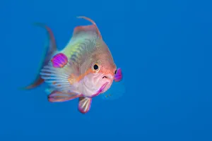 Anthias Prints: Male Scalefin anthias (Pseudanthias squamipinnis) swimming in open water, Ras Katy
