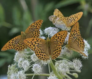 Argynnis Gallery: Four male Silver-washed fritillary butterflly (Argynnis paphia) aggregating on wildflower