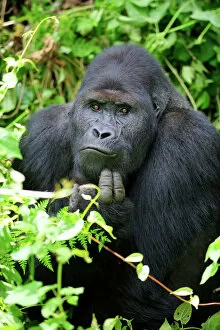 Portraits Collection: Male silverback Eastern lowland gorilla (Gorilla beringei graueri