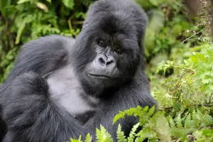 Male silverback Mountain gorilla (Gorilla beringei) resting, Volcanoes National Park