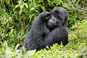 Mountain Gorilla Prints: Male silverback Mountain gorilla (Gorilla beringei) scratching face
