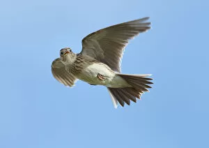 Male Skylark (Alauda arvensis) in flight, singing, Denmark Farm, Lampeter, Ceredigion