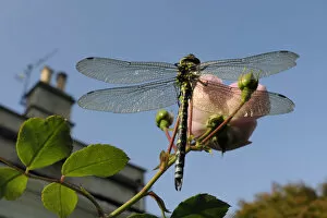 Aeshna Cyanea Gallery: Male Southern hawker dragonfly (Aeshna cyanea) sunning itself on Rose flower (Rosa sp