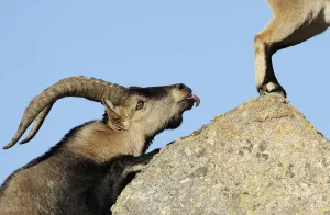 Images Dated 13th November 2008: Male Spanish ibex (Capra pyrenaica) scenting air behind female with tongue, Sierra de Gredos