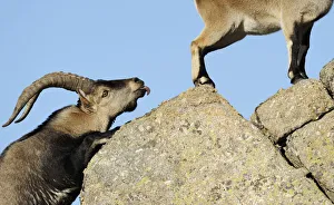 Images Dated 13th November 2008: Male Spanish ibex (Capra pyrenaica) scenting air behind female with tongue, Sierra de Gredos