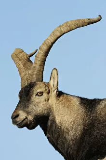 Images Dated 15th November 2008: Male Spanish ibex (Capra pyrenaica) Sierra de Gredos, Spain, November 2008
