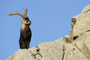 Images Dated 13th November 2008: Male Spanish ibex (Capra pyrenaica) on rocks, Sierra de Gredos, Spain, November 2008