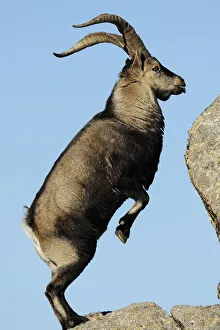 Male Spanish ibex (Capra pyrenaica) standing on hind legs about to jump on rock, Sierra de Gredos