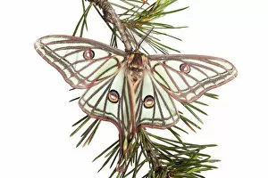 Male Spanish luna / Isabelline moth (Graellsia isabellina) on twig, Queyras Natural Park