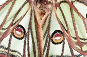 Wings Prints: Male Spanish luna / Isabelline moth (Graellsia isabellina) close-up of wings, France