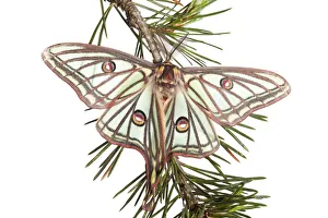 Moths Prints: Male Spanish luna / Isabelline moth (Graellsia isabellina) on twig, Queyras Natural Park