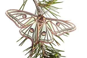Male Spanish luna / Isabelline moth (Graellsia isabellina) on twig, Queyras Natural Park