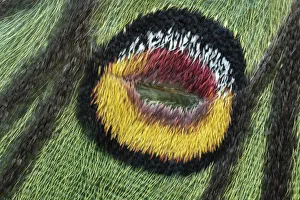 Emperor Moth Prints: Male Spanish moon moth (Graellsia isabellae) close up of forewing eyespot, Switzerland