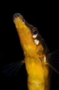 Male fifteen spined stickleback (Spinachia spinachia) guarding its nest (not visible)