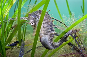 Seagrass Prints: A male Spiny Seahorse (Hippocampus guttulatus) hides in seagrass