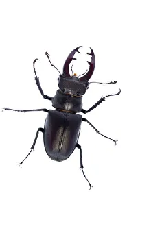 Images Dated 8th June 2009: Male Stag beetle (Lucanus cervus) Suffolk, England, June 2009 WWE BOOK, WWE OUTDOOR EXHIBITION