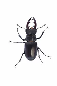 Images Dated 8th June 2009: Male Stag beetle (Lucanus cervus) Suffolk, England, June 2009
