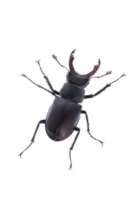 Images Dated 8th June 2009: Male Stag beetle (Lucanus cervus) Suffolk, England, June 2009. WWE OUTDOOR EXHIBITION