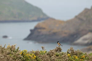 Images Dated 22nd May 2012: Male Stonechat (Saxicola rubicola), Pembrokeshire, Wales, UK, May