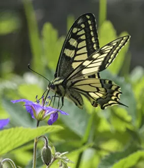 Images Dated 28th February 2022: Male Swallowtail butterfly (Papilio machaon) eating from Wood cranesbill (Geranium sylvaticum)