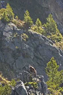 Images Dated 2nd June 2009: Male Tatra chamois (Rupicapra rupicapra tatrica) on rocky ridge near Arolla pines