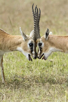 Images Dated 17th February 2014: Two male Thomsons gazelles (Eudorcas thomsonii) fighting, Masai-Mara game reserve