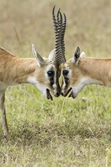 Symmetry Prints: Two male Thomsons gazelles (Eudorcas thomsonii) fighting, Masai-Mara game reserve
