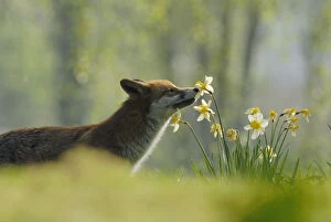 Male urban Red fox sniffing daffodils in garden {Vulpes vulpes} London, UK