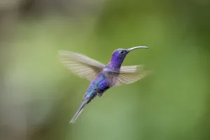 Campylopterus Prints: Male Violet Sabrewing (Campylopterus hemileucurus) hovering / in flight sequence