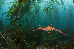 A male Weedy Seadragon (Phyllopteryx taeniolatus) carrying eggs along tail swims through a Kelp