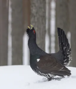 Lekking Prints: Male Western capercaillie (Tetrao urogallus) calling during lek mating, Finland. March