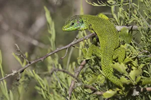 Male Western green lizard (Lacerta bilineata) warming up, San Marino, May 2009
