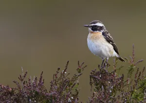 Male Whinchat (Saxicola rubetra) perched on moorland heather, Denbighshire, Wales