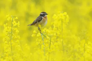 Perching Prints: Male Whinchat (Saxicola rubetra) perched on Oil seed rape (Brassica napus) in a field